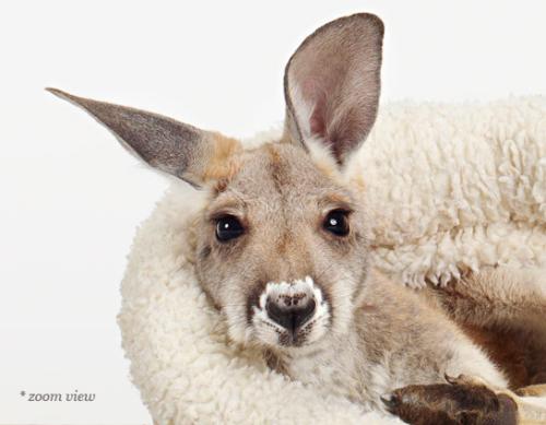 BabyKangaroo02_detail.jpg