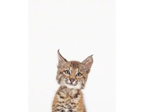 Baby-Bobcat_art-for-nursery.jpg