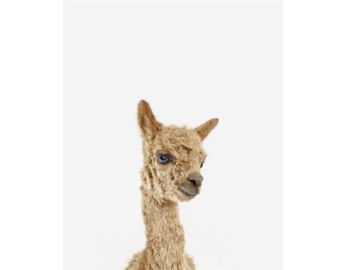 baby_alpaca_little_darling_theanimalprintshop.com.