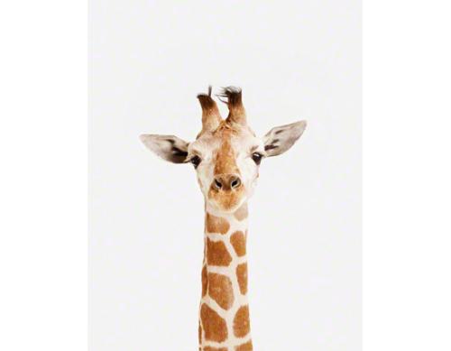 Baby-Giraffe_art-for-nursery-01.jpg