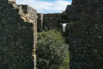 Trepadeiras e ervas daninhas
