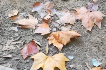 Bailado