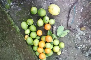 Se te derem constantemente limões
