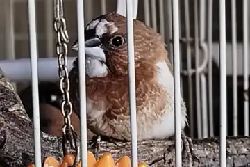 Atirei o Milho ao Pombo...