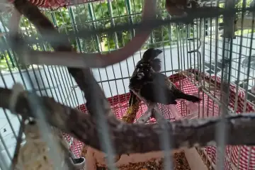 Adivinha