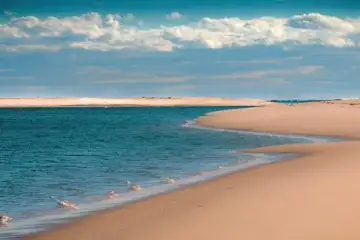 Quem Planta e Navega