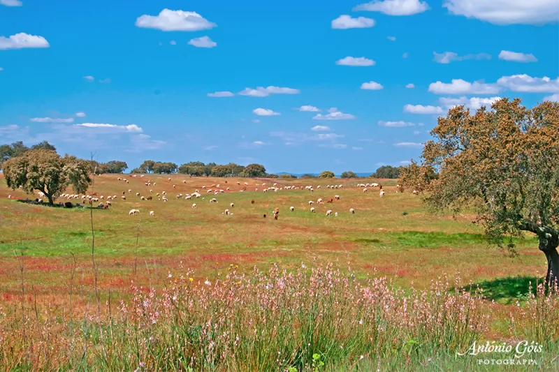 Rebanho na Paisagem