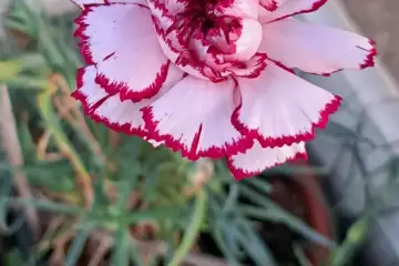 Ensaio