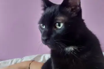 O GATO PRETO